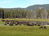 Yellowstone (7).JPG